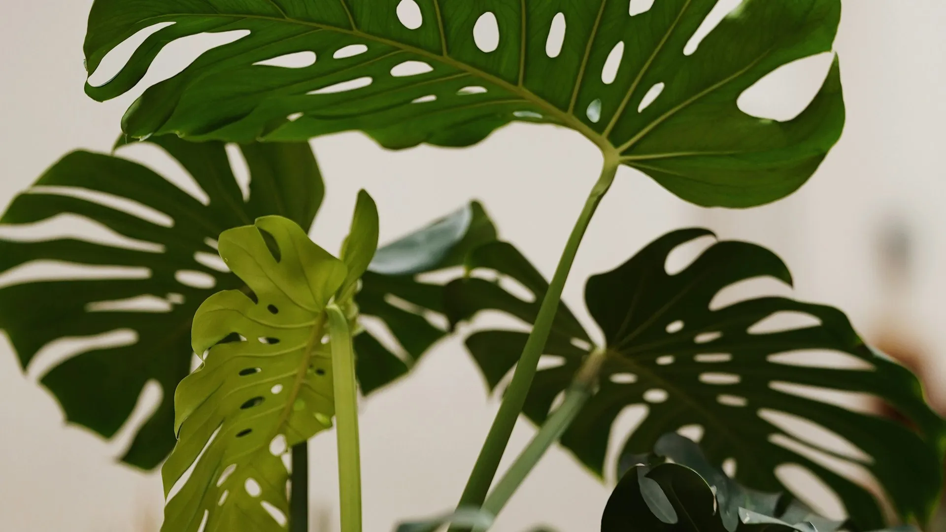 A healthy leafy houseplant in soft warm natural light against a calm, blurred home interior